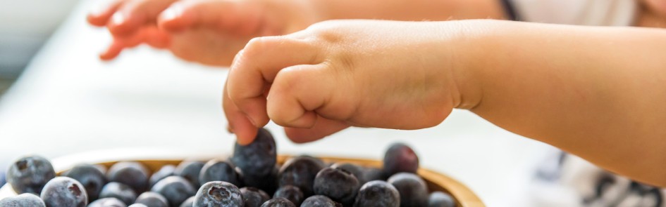 baby boy hands take blueberries